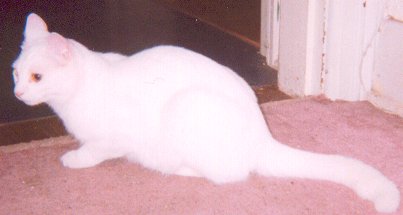the White Cat