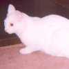 White Cat