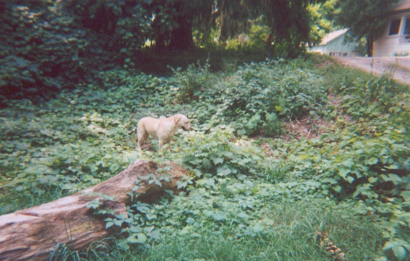 Brave Explorer