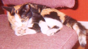 the Calico Cat