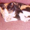 Calico Cat
