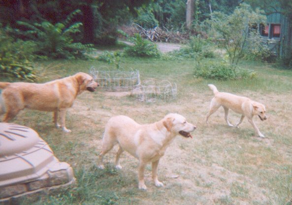Good Friends