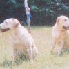 Guarding the Maypole