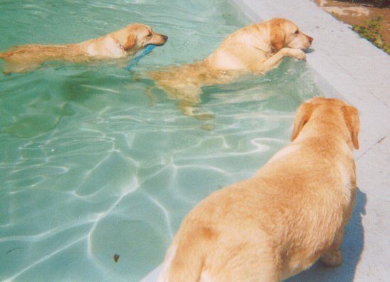 Fun in the Pool