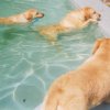 Fun in the Pool