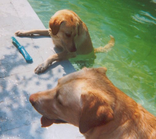 More Fun in the Pool