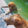 More Fun in the Pool