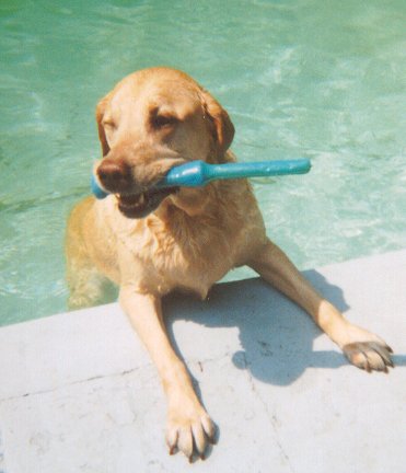 King of the Pool