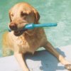 King of the Pool