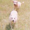 Running