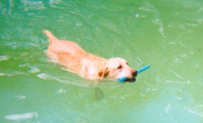 Strong Swimmer