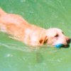 Strong Swimmer